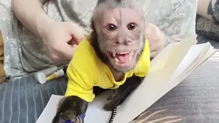 Когда дебет с кредитом не сходится 📝#monkey #pets #animals #обезьяна #капуцин