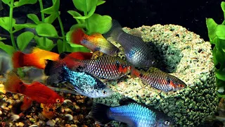 10 Ikan Hias Air Tawar Aquarium Tanpa Mesin Oksigen (Aerator)