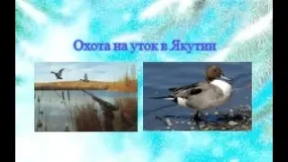 Охота на уток. 19.05.2019г. Duck Hunting. Yakutia.