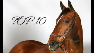 TOP 10 - Des meilleures chevaux de CSO