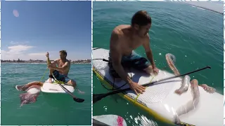 Did this giant squid attack the surfer  or it was curious?