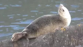 Orphaned seal pup at Seafield Kirkcaldy Fife Coastal Path