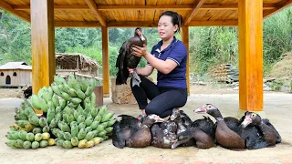 FULL VIDEO: 335 Days Harvest the Garden of Bananas, Ducks, Bell Peppers, Eggplants market to sell