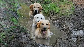 Funniest Dogs Playing in Mud - FUNNY DOG VIDEOS😂