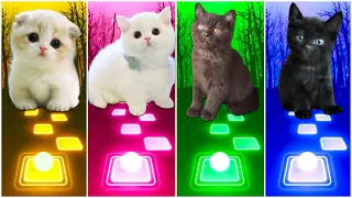 CUTE CATS - WELLERMAN VS BABY SHARK VS PINK VENOM VS DANCE MONKEY