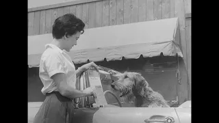 New Purina Dog Chow 'Drive In Dining' Commercial (1957) [FTD-0335]