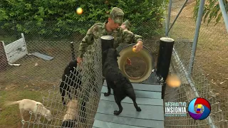 Centro de reproducción canino de los Ingenieros Militares en Tolemaida