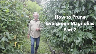 How to Prune Evergreen Magnolias - Part 2