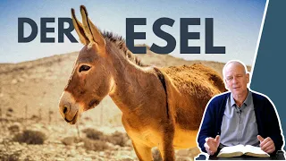 Tiere der Bibel - Der Esel || Stefan Drüeke