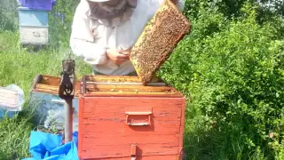 Комплектование пчелосемей перед главным взятком.