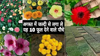 अगस्त में लगाएं सबसे ज्यादा फूल देने वाले 10 परमानेंट पौधे ।। Best 10 Permanent Flowering Plants