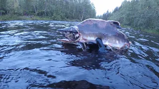 ЧЕГО ТОЛЬКО НЕ ВСТРЕТИШЬ В СЕВЕРНЫХ РЕКАХ /  WHAT YOU WILL NOT FIND IN THE NORTHERN RIVERS