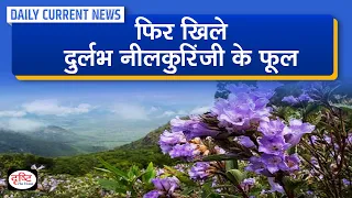 Neelakurinji Flowers In Full Bloom : Daily Current News | Drishti IAS