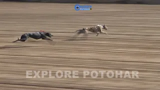 Dog vs Rabbit Race  | Greyhound vs Hare | Hare Coursing  | Hare coursing Indian sub Continent