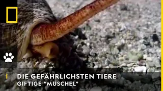 DIE GEFÄHRLICHSTEN TIERE DER WELT - Giftige "Muschel" | National Geographic