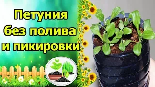 ПОСЕЙ И ЗАБУДЬ! ПЕТУНИЯ ДЛЯ ЛЕНИВЫХ - БЕЗ ПОЛИВА, БЕЗ ПИКИРОВКИ!