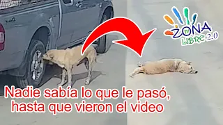 Increíble pero cierto. Esta perrita falleció luego de hacer esto.