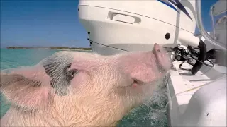 The Swimming Pigs