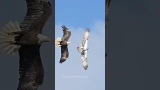 Bald eagle tries to steal a fish from an Osprey but fails. #bird #eagle #wildlife #nature