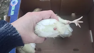 БІГ-6 фатальні помилки при вирощуванні🦃😭