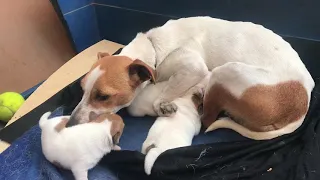 Jack Russell mother dog Wrestling her hungry Puppies