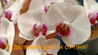 Как отделить детку орхидеи от материнкого пня!