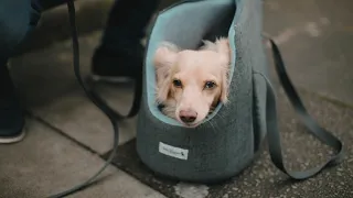 When your carrier is so cosy you just don't want to come out...