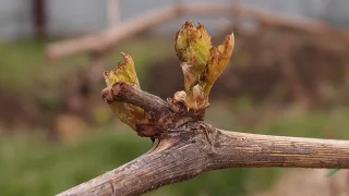 Результат "Работы" апрельского заморозка на винограднике 2017г.