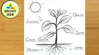 Photosynthesis process of Plant Diagram Drawing Easy | How to Draw photosynthesis | science project