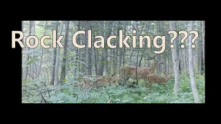 My Bigfoot Story Ep.  200 - Rock Clacking & Trail Cams