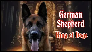 Deutscher Schäferhund - Der König der Hunde