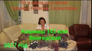 Виноград 342 кишмиш - Пузенко Наталья Лариасовна