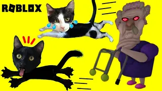 Gatitos Luna y Estrella escapan de la abuela chunga en Roblox GRUMPY GRAN Videos de gatos graciosos