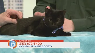 Pet of the Week: A cat named Guy Furry