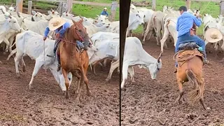 VACA BRAVA FUROU O CAVALO😰