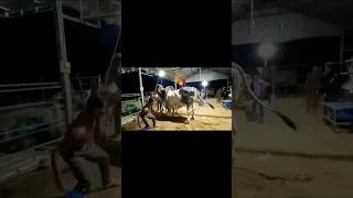Episode 11: The Best Asian Big Bull Cow is Breeding at night #shorts