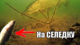 Рыбалка🎣 ЗРЕЛИЩНЫЕ ПОКЛЕВКИ ГИГАНТСКИХ ЩУК на СЕЛЕДКУ. Подводная съемка. Супер трофей.