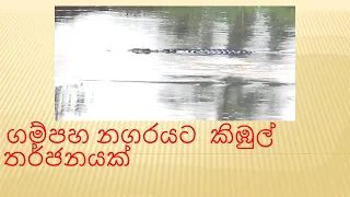 ගම්පහ නගරයට නුදුරු අත්තනගලු ඔයේ අඩි 20 ක් පමණ දිග කිඹුලෙක්....