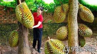 How to harvest Durian & Goes to the market sell - Harvesting and Cooking | Daily Life