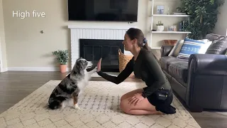 Dog Tricks by Zola - 1 year old Miniature American Shepherd