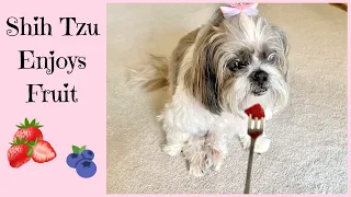 Adorable Shih Tzu Loves Fruit as a Treat 😋🍓🫐 | Sweet 15 Year Old Lacey Dog ❤️🐾