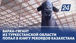 Баран-гигант из Туркестанской области попал в книгу рекордов Казахстана