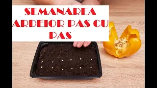 Când și cum semănăm ardeii ca să obținem răsaduri sănătoase si frumoase🌱🌱🌱🌶🫑🌶