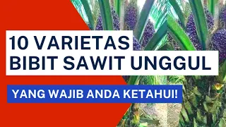 Ini Dia 10 Varietas Bibit Kelapa Sawit Unggul Terbaik yang Wajib Anda Ketahui!