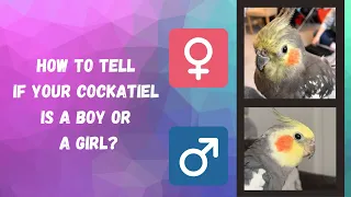 How to Tell if Your Cockatiel is a Boy or a Girl | Cockatiel Genders | TheParrotTeacher