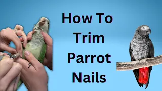 How to perform a parrot nail trim - tips from a veterinarian