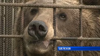 Угостил медведей сгущенкой и лишился руки