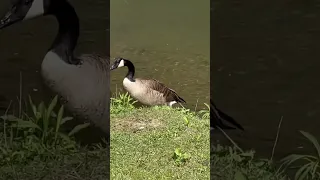 Goose going for a morning swim!