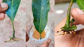 How to Grow Mango Trees From Mango Leaves With Natural Rooting Hormone