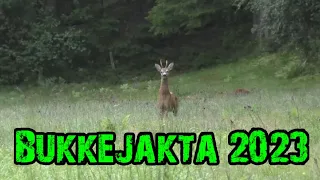 Bukkejakta 2023 | Roe buck season 2023